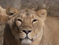 Portrait lioness basking in the warm sun after dinner