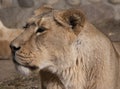 Portrait lioness basking in the warm sun after dinner Royalty Free Stock Photo