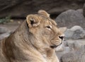 Portrait lioness basking in the warm sun after dinner