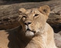 Portrait lioness basking in the warm sun after dinner Royalty Free Stock Photo