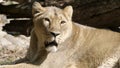 Portrait lioness basking in the warm sun after dinner