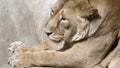 Portrait lioness basking in the warm sun after dinner