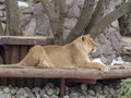 Portrait lioness basking in the warm sun after dinner Royalty Free Stock Photo