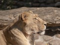 Portrait lioness basking in the warm sun after dinner Royalty Free Stock Photo