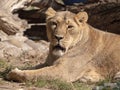 Portrait lioness basking in the warm sun after dinner