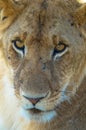 A closeup shot of a magnificent lioness on a road in the African jungles Royalty Free Stock Photo