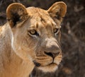 Portrait of a lioness. Botswana. Okavango Delta. Royalty Free Stock Photo