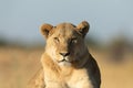 Portrait of a lioness.