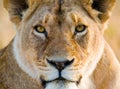 Portrait of a lioness. Close-up. Kenya. Tanzania. Maasai Mara. Serengeti.