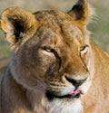 Portrait of a lioness. Close-up. Kenya. Tanzania. Maasai Mara. Serengeti.