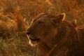 Portrait of a Lioness in the evening light, Masai Mara Royalty Free Stock Photo