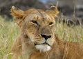 Portrait of a Lioness, Masai Mara Royalty Free Stock Photo