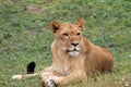 Portrait lioness poses Royalty Free Stock Photo