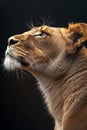 Portrait of a lioness in profile on a black background Royalty Free Stock Photo