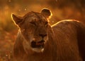 Portrait of a Lioness during sunset, Masai Mara Royalty Free Stock Photo