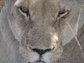 portrait of a lioness head Royalty Free Stock Photo