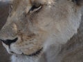 portrait of a lioness head Royalty Free Stock Photo