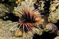 Portrait of lionfish