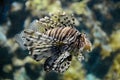 Portrait of lionfish Royalty Free Stock Photo