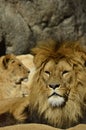 Portrait of a lions Royalty Free Stock Photo