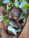 Portrait litlle cute Australian Koala Bear sitting in an eucalyptus tree and looking with curiosity. Kangaroo island. Royalty Free Stock Photo