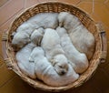 Portrait of a litter of an adorable golden retriever puppies or babies sleeping in a wicker basket Royalty Free Stock Photo