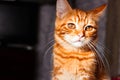 Portrait of little adorable smiling ginger tabby kitten.  Big eyes. Copyspace. Cute domestic cats.Beautiful background for wallpap Royalty Free Stock Photo