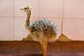 An african ostrich chick at farm. Pretty cute ostrich chicken of 5 days old looks for food of warm comfortable room at zoo. Royalty Free Stock Photo