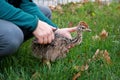 An african ostrich chick in male hands at ostrich farm. Man holds cute ostrich chicken of 5 days old in green grass at zoo.