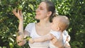 Portrait of little baby boy with young mother picking green ripe apples at domestic garden Royalty Free Stock Photo