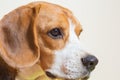 Portrait little beagle dog studio