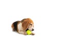 Little beagle playing tennis ball