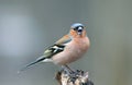 Portrait of little beautiful bird Finch singing trill in spring