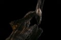 Portrait Little black ghost Mantis Royalty Free Stock Photo