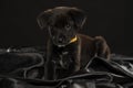 portrait of a little black stret dog puppy in the studio Royalty Free Stock Photo