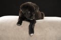 portrait of a little black stret dog puppy in the studio Royalty Free Stock Photo