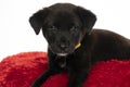 portrait of a little black stret dog puppy in the studio Royalty Free Stock Photo