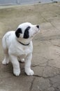 Portrait of a little black and white puppy. A puppy of an Alabai or Central Asian shepherd. Outside. Pets. Selective focus Royalty Free Stock Photo