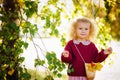 Portrait of a little blonde girl in a burgundy sweater near the foliage of a birch tree Royalty Free Stock Photo