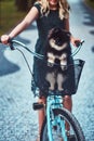 Portrait of a little blonde girl in a casual dress, holds cute spitz dog. Ride on a bicycle in the park. Royalty Free Stock Photo