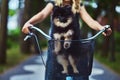 Portrait of a little blonde girl in a casual dress, holds cute spitz dog. Ride on a bicycle in the park.