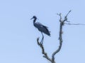 Portrait of a Little Blue Heron on a Dead Tree Branch