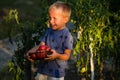 Portrait of little boy holding ripe tomatoes. Vegetable garden, tomato garden Royalty Free Stock Photo