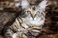 Portrait of little brown tabby cat. Big eyes. A beautiful background for wallpaper, cover, postcard. Isolated, close up. Cats co