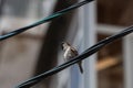 Portrait of a little brown tweeting sparrow sitting on a wire