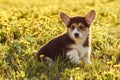 Portrait of little brown white dog welsh pembroke corgi sitting on green juicy grass in park, raising paw on sunny day. Royalty Free Stock Photo