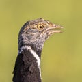 Portrait Little Bustard displaying in Grassland