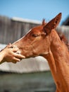 Portrait of little chestnut foal of sportive breed cherishing by hands