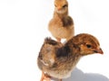 Portrait of little chicken, two chicks run. Two brown and yellow hen chickens are two weeks old. Small chick chickens with shadow Royalty Free Stock Photo