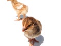 Portrait of little chicken, two chicks run. Two brown and yellow chicken chicks are two weeks old. Small chickens with shadow Royalty Free Stock Photo